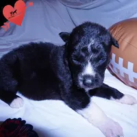 Kate - Solid Black, a female Siberian Husky for sale in Anderson, SC – 2 of 10