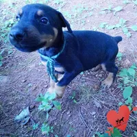 AKC Euro OFA & Embark - Hahn, a male Doberman Pinscher for sale in Anderson, SC – 5 of 10