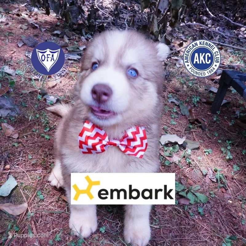 OFA & Embark - Carrot – Siberian Husky puppy for sale in Anderson, SC