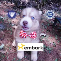 OFA & Embark - Carrot, a male Siberian Husky for sale in Anderson, SC – 1 of 10