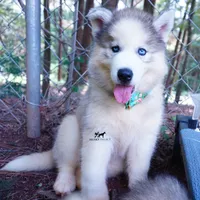 AKC OFA Embark Parents, a male Siberian Husky for sale in Anderson, SC – 8 of 10