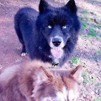 AKC Solid Black Trained, a male Siberian Husky for sale in Anderson, SC – 9 of 10
