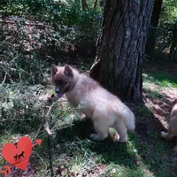AKC Embark & OFA Parents, a male Siberian Husky for sale in Anderson, SC – 4 of 10