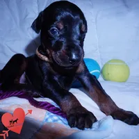 AKC Euro OFA & Embark, a male Doberman Pinscher for sale in Anderson, SC – 7 of 10