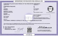 Ear cropped AKC Euro OFA & Embark, a male Doberman Pinscher for sale in Anderson, SC – 6 of 10