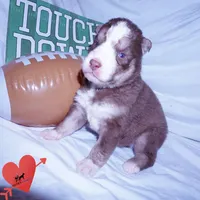AKC & OFA Poseidon, a male Siberian Husky for sale in Anderson, SC – 3 of 10