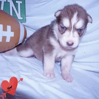Red/white Ready mid October, a female Siberian Husky for sale in Anderson, SC – 6 of 10