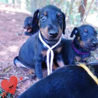 Champion & Full Euro AKC - Yue, a female Doberman Pinscher for sale in Anderson, SC – 5 of 10