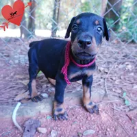 AKC Euro OFA & Embark - Hakoda, a male Doberman Pinscher for sale in Anderson, SC – 7 of 10