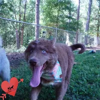 AKC Solid Brown OFA, a female Siberian Husky for sale in Anderson, SC – 6 of 10