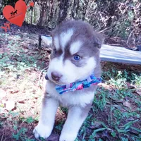 OFA & AKC Red/white, a male Siberian Husky for sale in Anderson, SC – 6 of 10