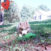 OFA & Embark - Carrot, a male Siberian Husky for sale in Anderson, SC – 8 of 10