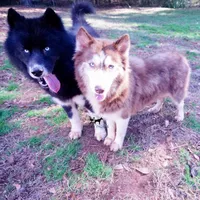 AKC Solid Black Trained, a male Siberian Husky for sale in Anderson, SC – 6 of 10