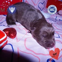 Solid Brown OFA AKC, a male Siberian Husky for sale in Anderson, SC – Photo 1 of 7