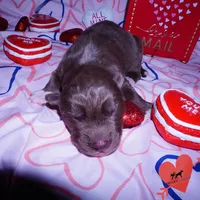 Solid Brown OFA AKC, a male Siberian Husky for sale in Anderson, SC – Photo 4 of 7