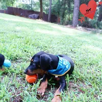 Ears Cropped - AKC Euro OFA & Embark, a male Doberman Pinscher for sale in Anderson, SC – 8 of 10