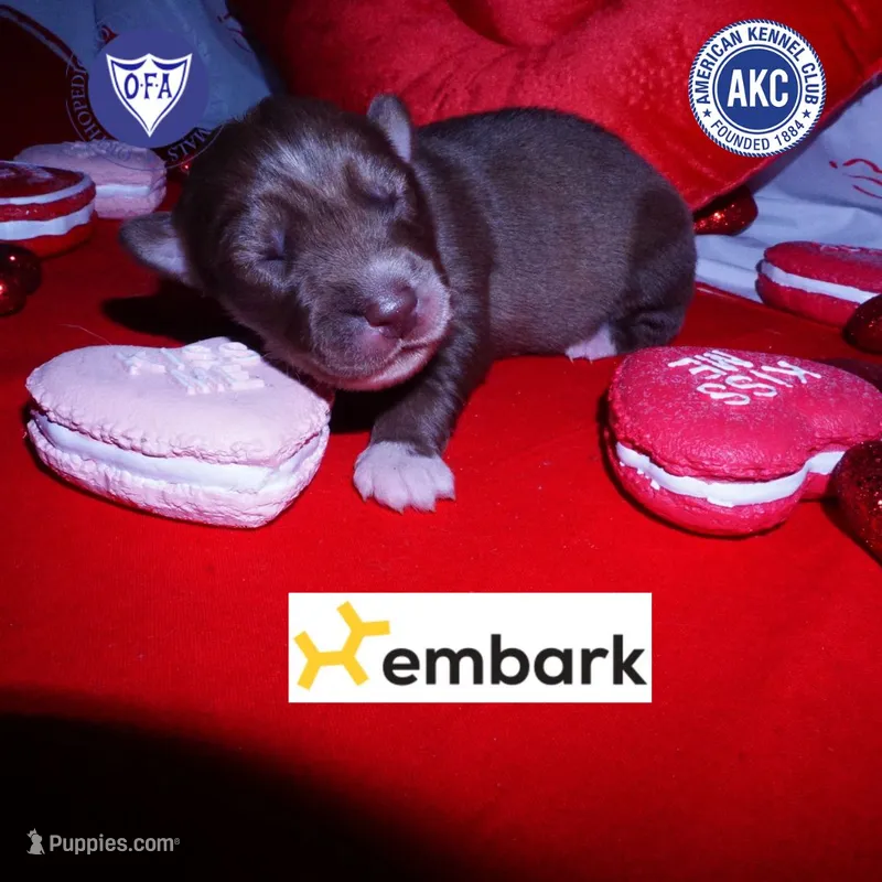 Solid Brown AKC OFA Tested