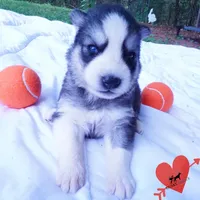 Black/white AKC OFA Embark - Azteca, a male Siberian Husky for sale in Anderson, SC – 4 of 10