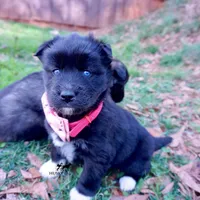 Ready mid October, a  Siberian Husky for sale in Anderson, SC – 5 of 10