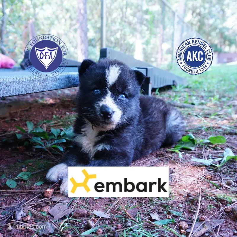 Agouti AKC  OFA & Embark – Siberian Husky puppy for sale in Anderson, SC
