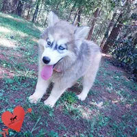 Embark, AKC, & OFA, a female Siberian Husky for sale in Anderson, SC – 5 of 10