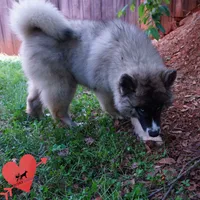 AKC Agouti Embark & OFA Parents, a female Siberian Husky for sale in Anderson, SC – 4 of 10