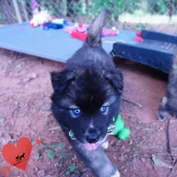 AKC Agouti Embark & OFA Parents, a female Siberian Husky for sale in Anderson, SC – 8 of 10