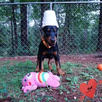 Ears Cropped - AKC Euro OFA & Embark, a male Doberman Pinscher for sale in Anderson, SC – 6 of 10