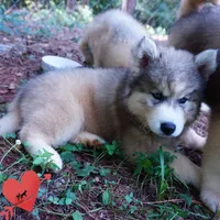 Embark, AKC, & OFA, a female Siberian Husky for sale in Anderson, SC – 5 of 10