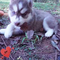 OFA & AKC - Hades, a male Siberian Husky for sale in Anderson, SC – 4 of 10