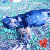AKC Euro OFA & Embark - Amon, a male Doberman Pinscher for sale in Anderson, SC – 4 of 10