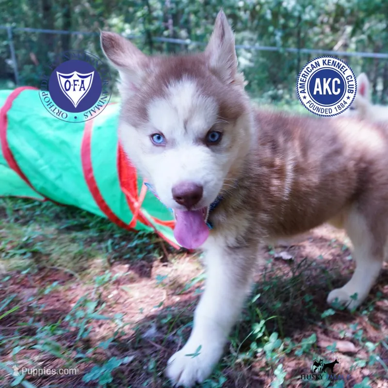 AKC OFA Red/white – Siberian Husky puppy for sale in Anderson, SC