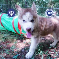 AKC OFA Red/white, a male Siberian Husky for sale in Anderson, SC – 1 of 10