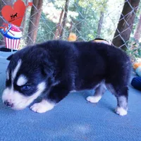 OFA & Embark Tested - Luffy, a male Siberian Husky for sale in Anderson, SC – 4 of 10