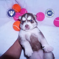 AKC Red/white OFA, a female Siberian Husky for sale in Anderson, SC – 1 of 10