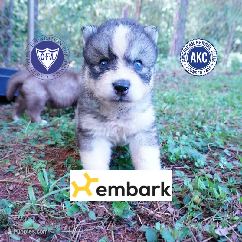 OFA & Embark Tested Parents - Usopp – Siberian Husky puppy for sale in Anderson, SC