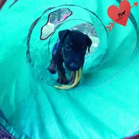 Champion & Full Euro AKC, a female Doberman Pinscher for sale in Anderson, SC – 4 of 10