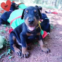 AKC Euro OFA & Embark - Huu, a male Doberman Pinscher for sale in Anderson, SC – 7 of 10