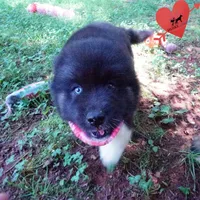 AKC Black/white OFA & Embark, a female Siberian Husky for sale in Anderson, SC – 5 of 10