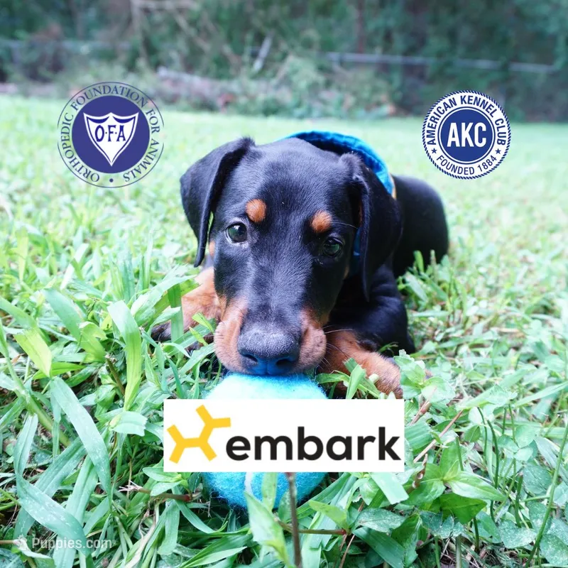 AKC Euro OFA & Embark - Sokka – Doberman Pinscher puppy for sale in Anderson, SC
