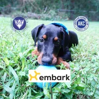 Ears Cropped - AKC Euro OFA & Embark, a male Doberman Pinscher for sale in Anderson, SC – 1 of 10