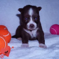 AKC Brown/white OFA, a female Siberian Husky for sale in Anderson, SC – 7 of 10