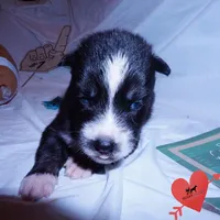 Health Tested Parents - Cyclops, a male Siberian Husky for sale in Anderson, SC – 2 of 10