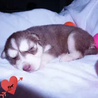 AKC Red/white OFA, a female Siberian Husky for sale in Anderson, SC – 7 of 10