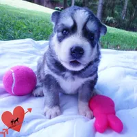 OFA & Embark Tested Parents - Gerogina, a male Siberian Husky for sale in Anderson, SC – 6 of 10