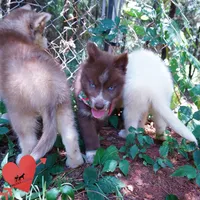 AKC OFA Tested Parents, a female Siberian Husky for sale in Anderson, SC – 8 of 10