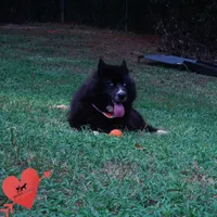 AKC OFA Solid Black - Raven, a female Siberian Husky for sale in Anderson, SC – 5 of 10
