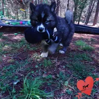 AKC Agouti, a female Siberian Husky for sale in Anderson, SC – Photo 5 of 10