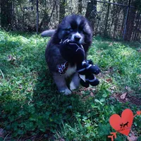 AKC Agouti, a female Siberian Husky for sale in Anderson, SC – Photo 2 of 10