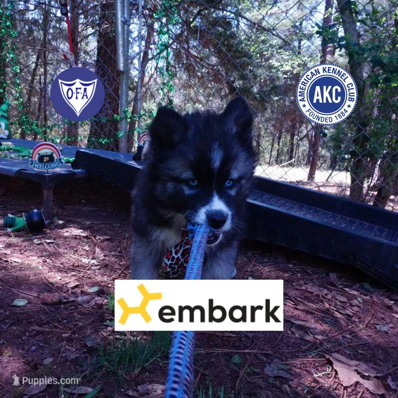 AKC Agouti – Siberian Husky puppy for sale in Anderson, SC